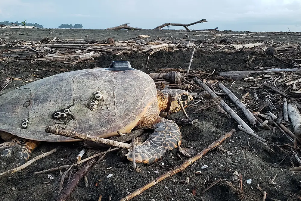 Echte Karettschildkröte mit Satellitensender